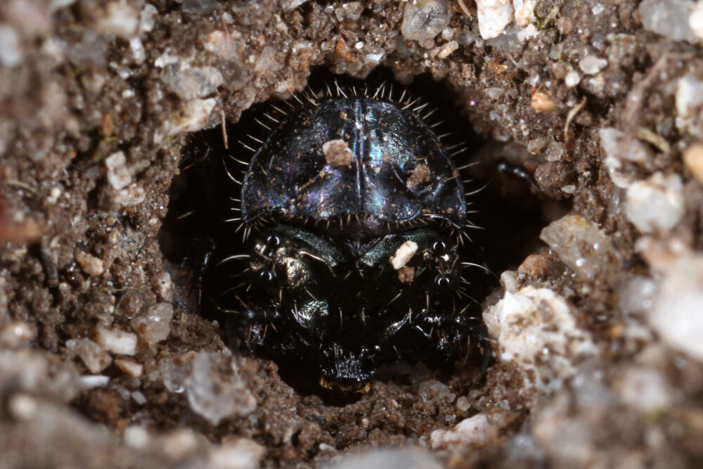 Cicindela campestris