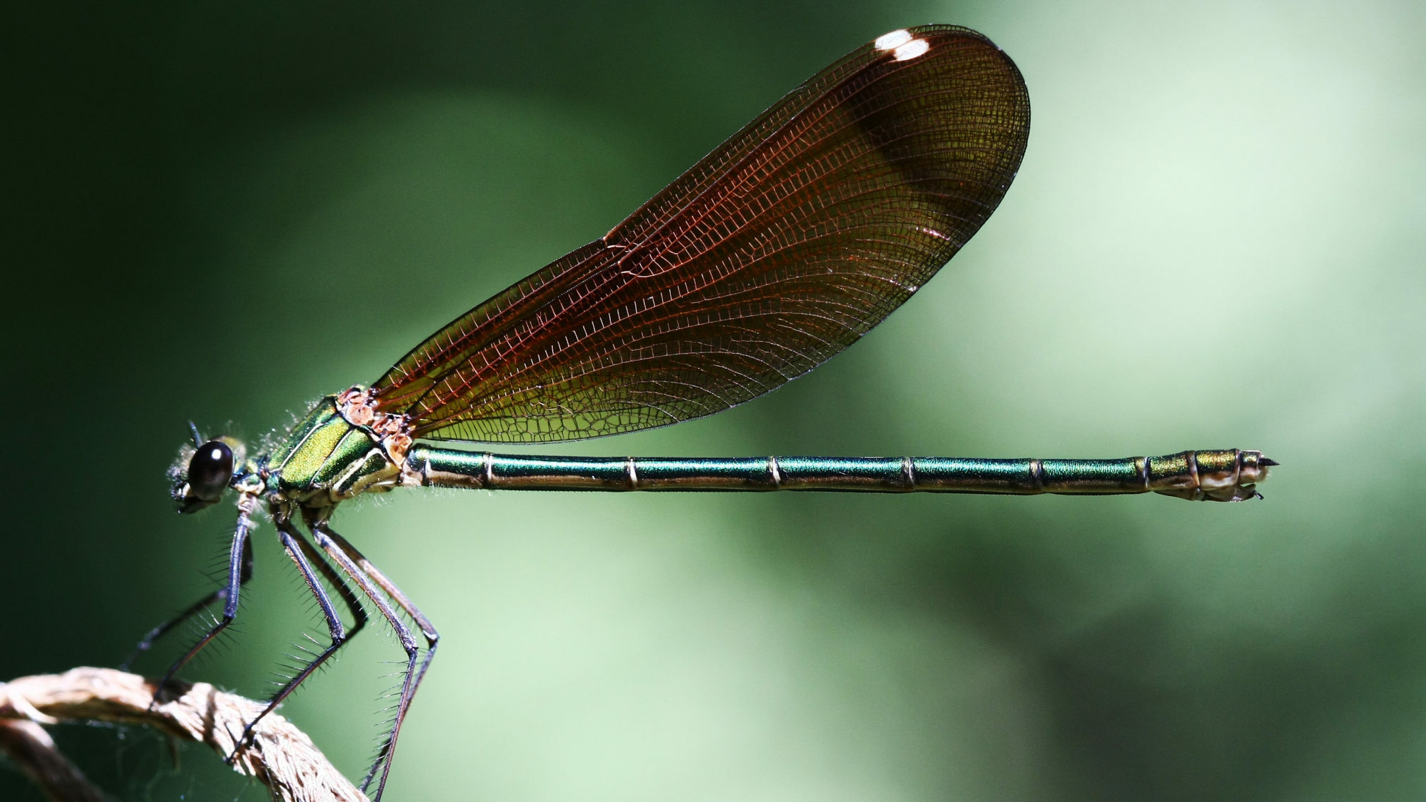Calopteryx haemorrhoidalis 4